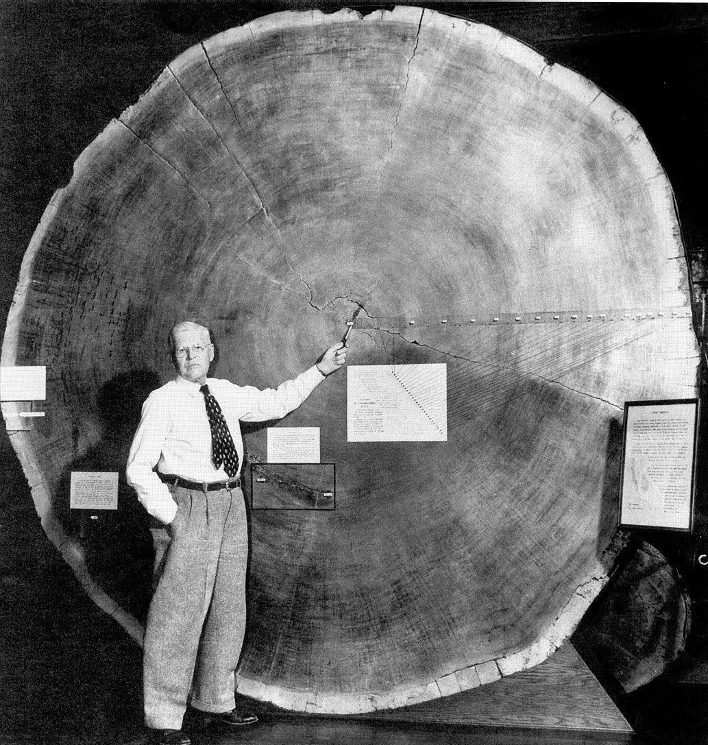 Doorsnede van een gigantische sequoia tentoongesteld op een historisch evenement. Foto onbekend 