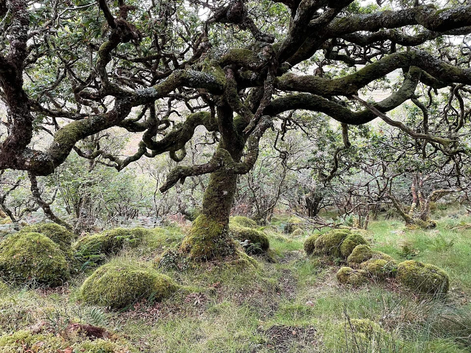 Old oak tree photographed at Tireragan rewilding resort, Isle of Mull, Scotland, 2021. Photo: In Search of the Pluriverse / Sophie Krier. 