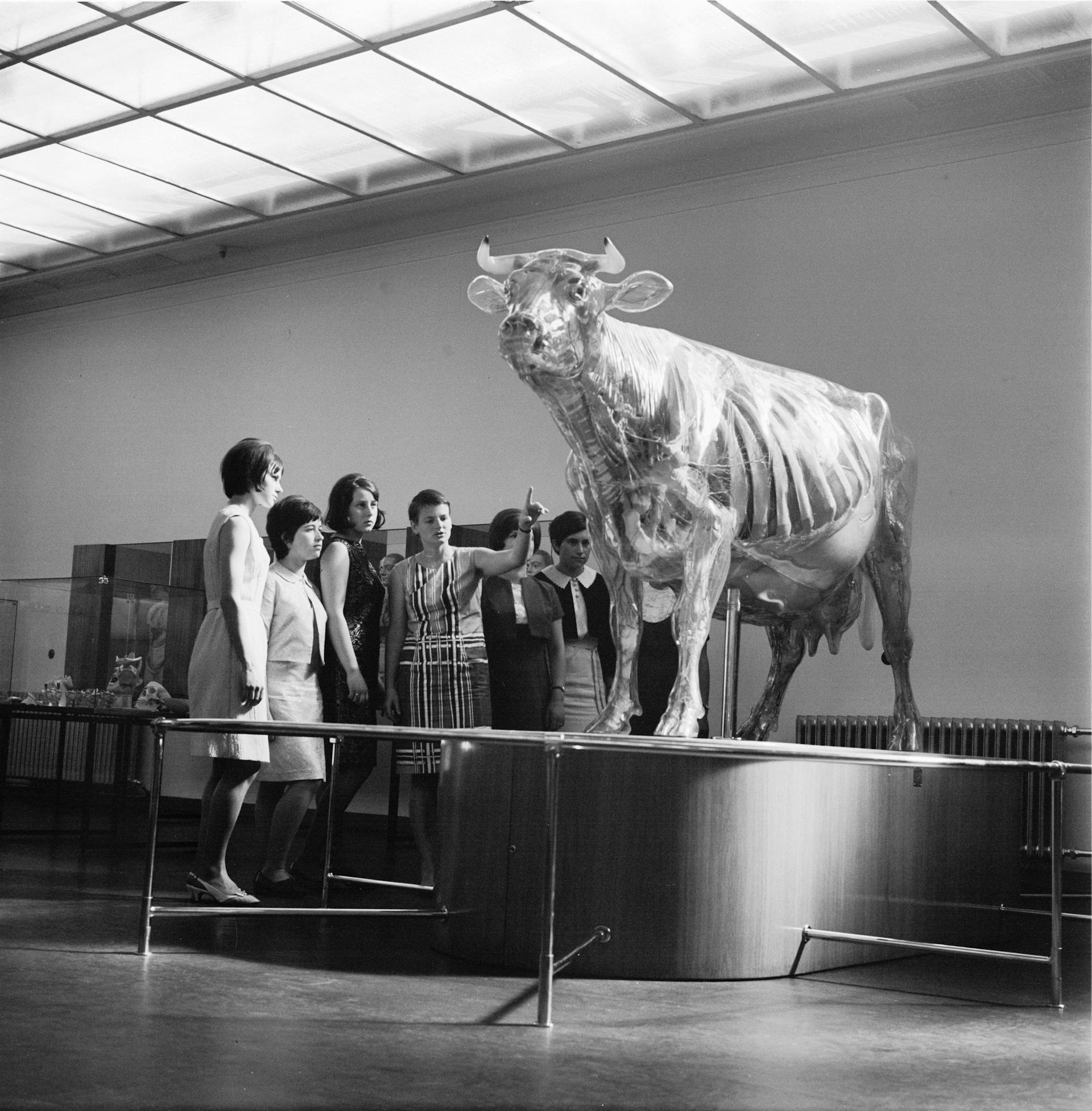  Glazen Koe in de permanente tentoonstelling van het Duitse Hygiene Museum, 1967. Foto: Richard Peter jun. Collectie SLUB Dresden / Deutsche Fotothek
