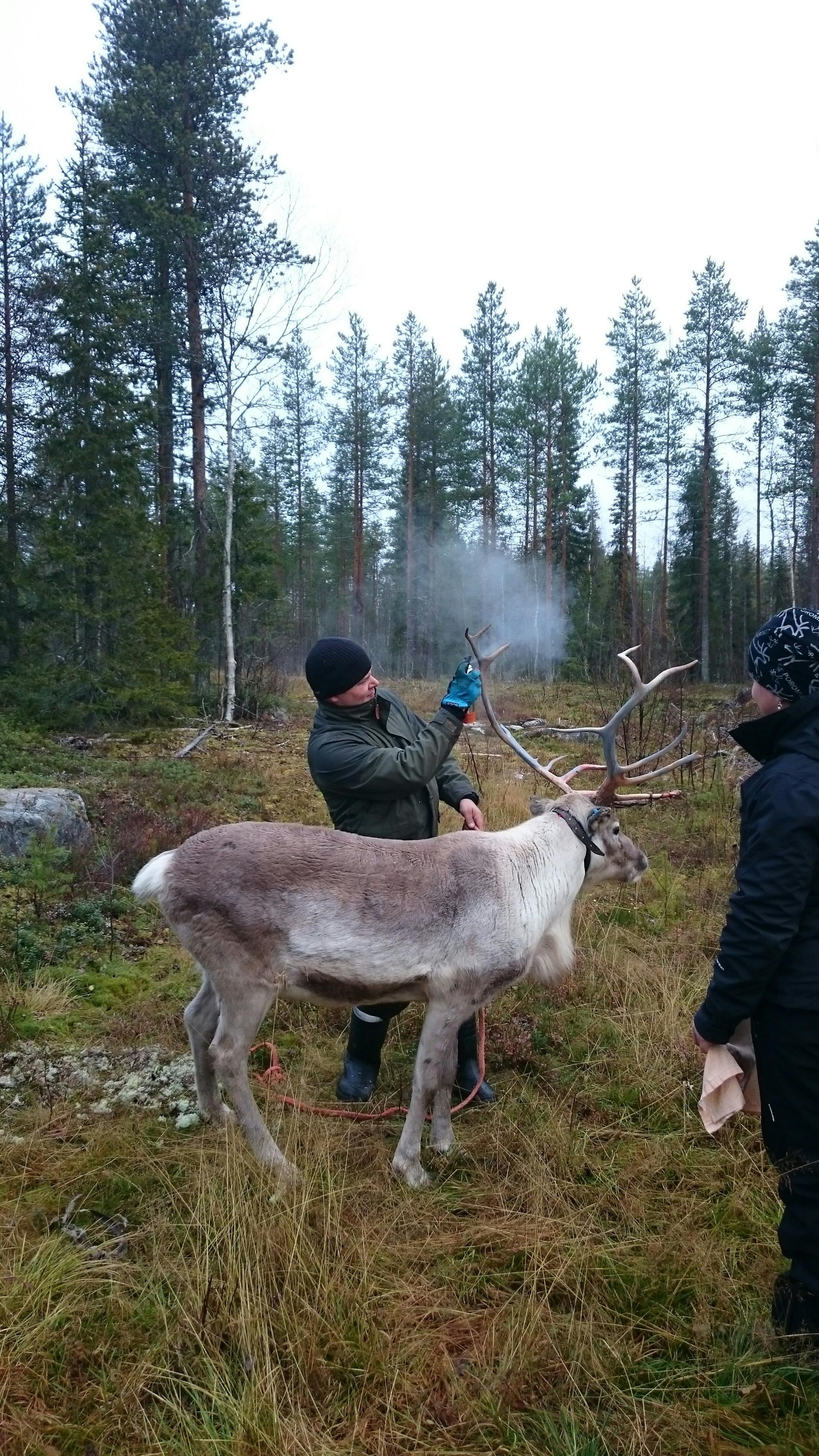  The Reindeer Herders’ Association, Finland 