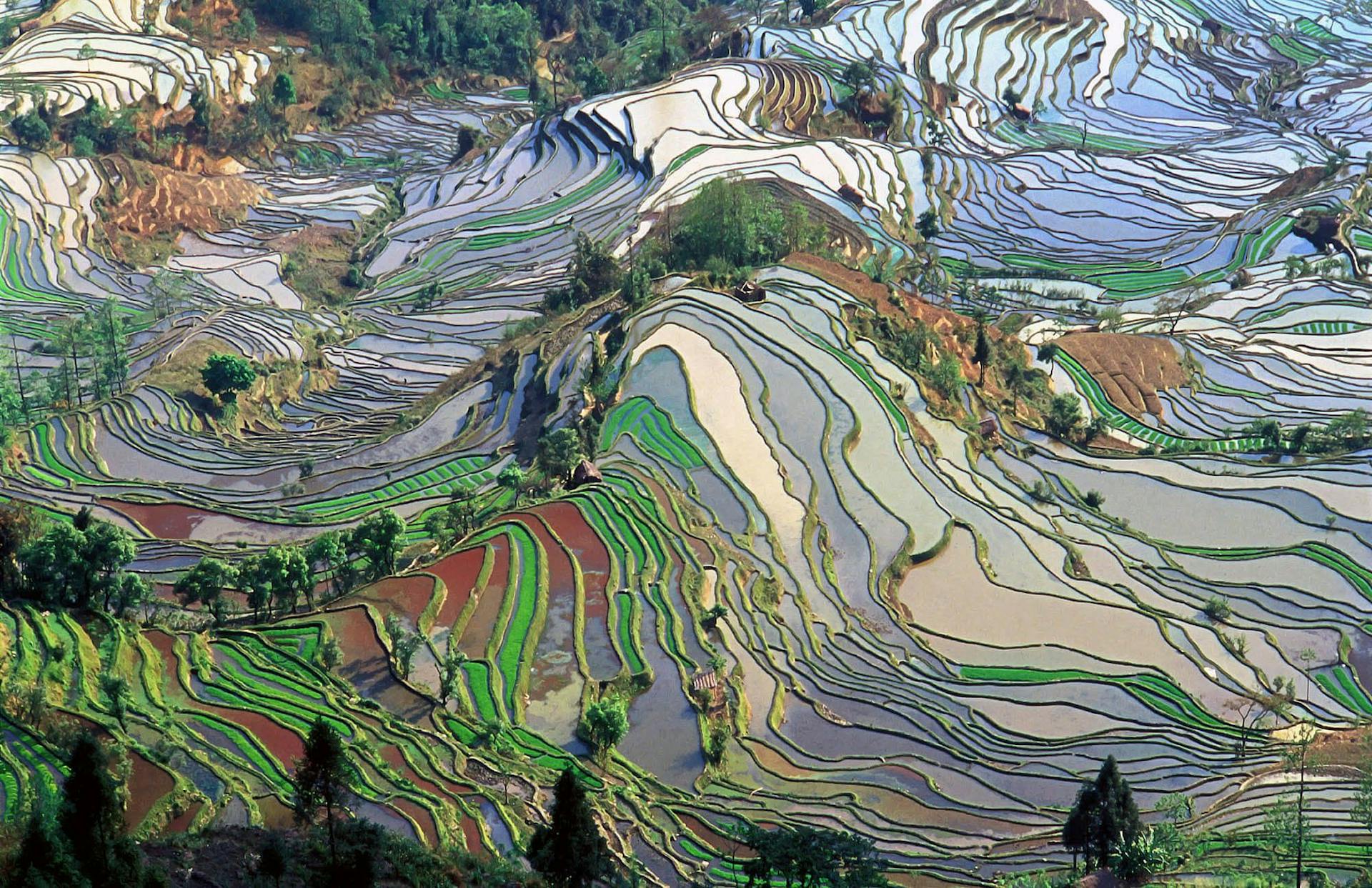Terrace field, Yunnan, China. Beeld: wikimedia 